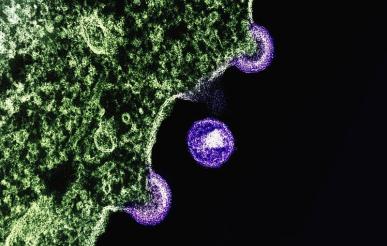 Paskelbtos 2025 m. hospitalinių infekcijų epidemiologinės priežiūros duomenų ataskaitos