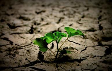Klimato kaita ir aplinkos sveikata: su kokiais iššūkiais susiduriame jau dabar?